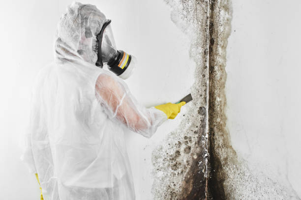 Best Attic Mold Removal  in Greenvle, IL