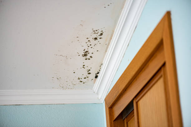 Best Emergency Mold Removal  in Greenvle, IL