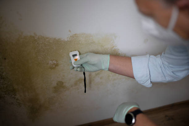 Best Mold Remediation  in Greenvle, IL