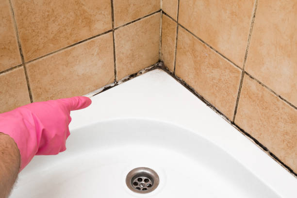 Best Certified Mold Removal  in Greenvle, IL